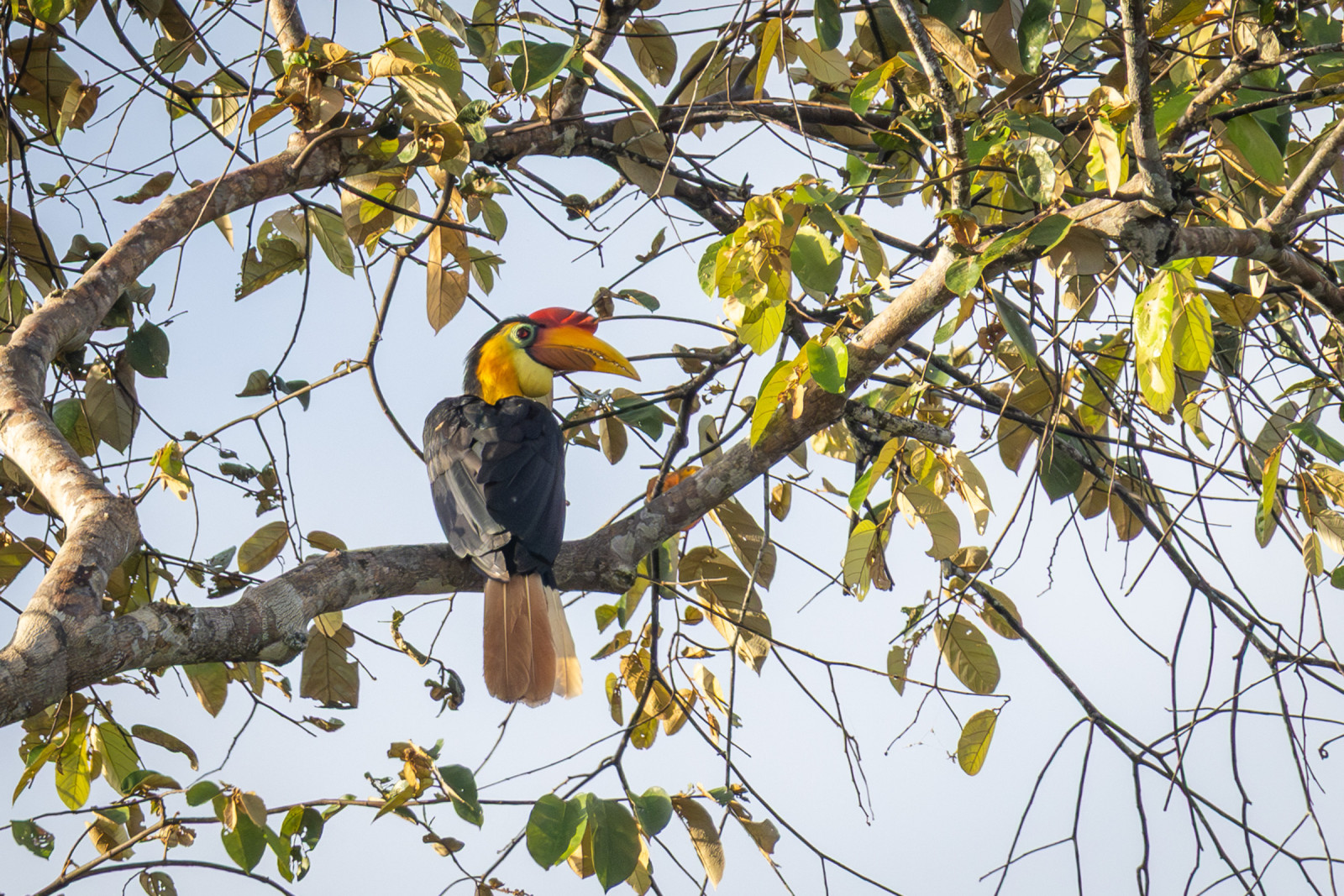 image Wrinkled Hornbill